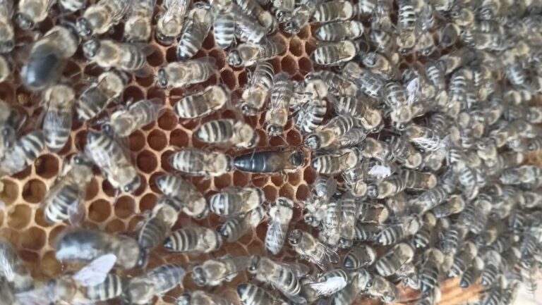 How Do A Bee Become A Queen: Complete Guide & Key Details